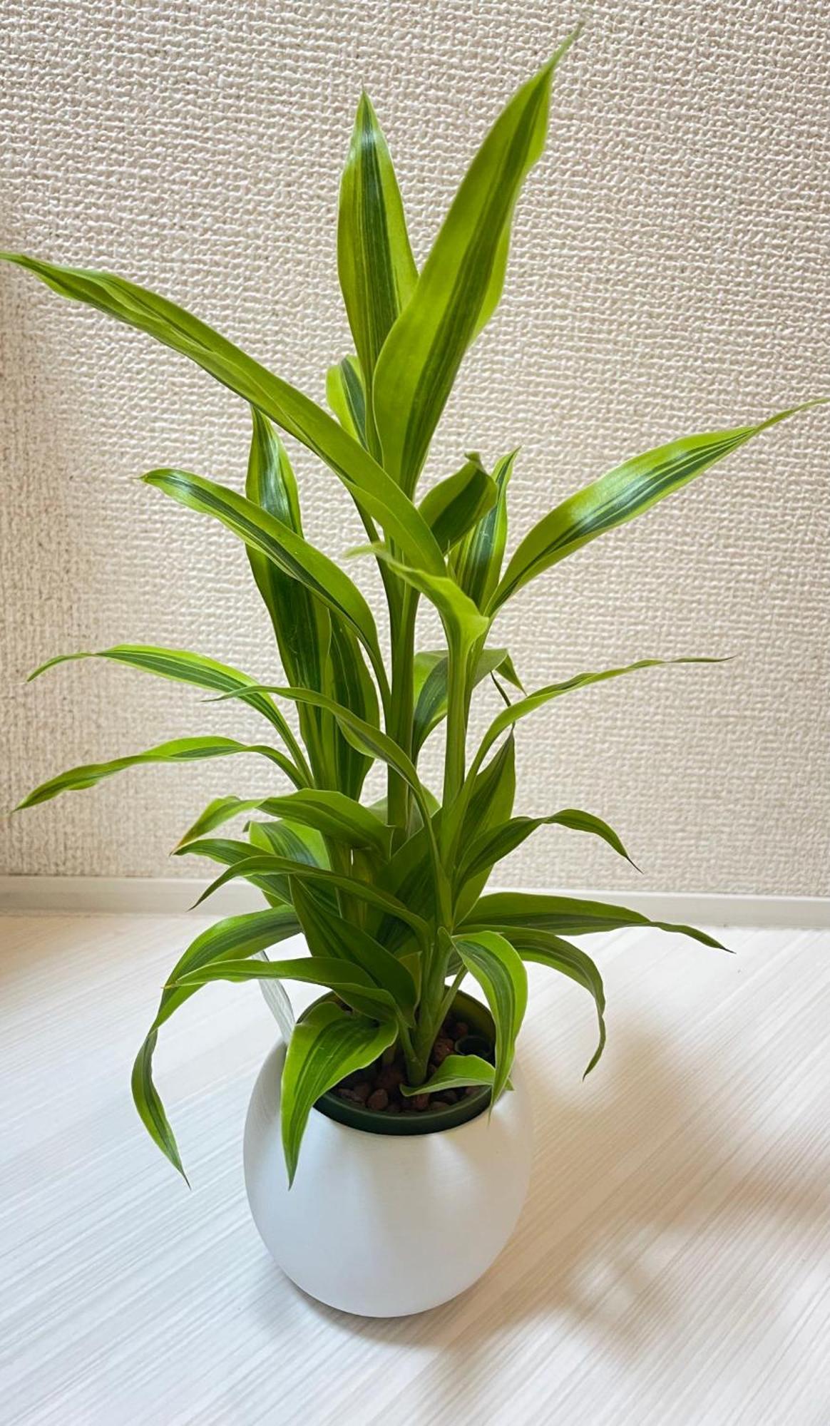 Ying-shinjuku Aparthotel *
